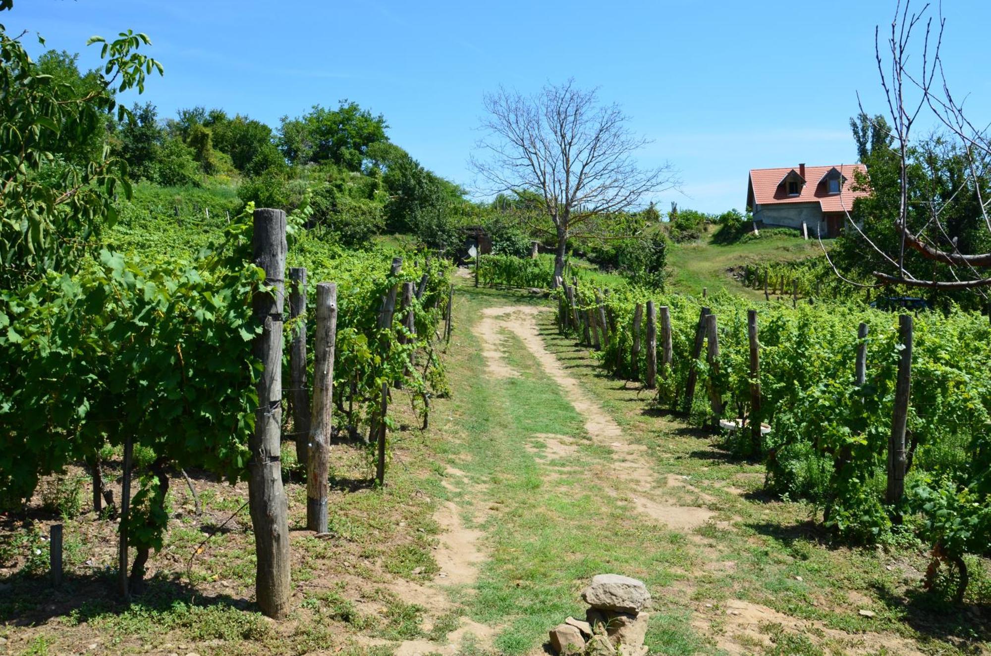 Grand Cru 3. Vendégház Hegymagas Exterior foto